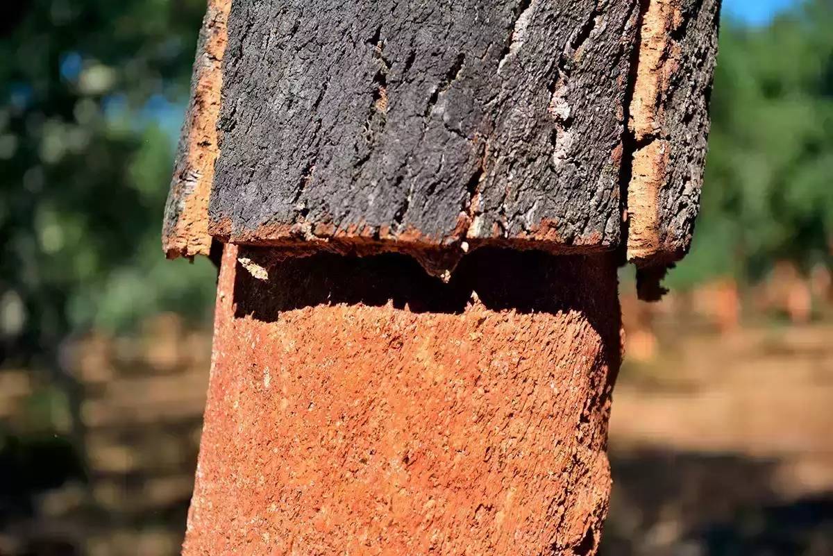 栓皮栎与软木：一种独特的关系