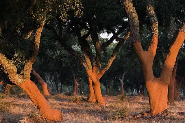 软木，葡萄牙一种宝贵的资源