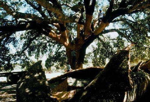 软木也称栓皮，为栓皮树的树皮产物