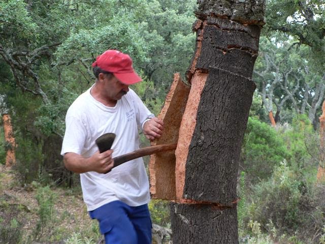 一种称为“栓皮栎”的树，也称“软木 Cork"。
