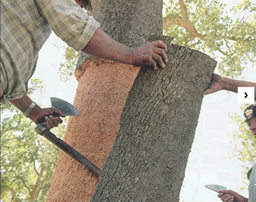 寿命长达200年的单个软木橡树可以收获16次以上。