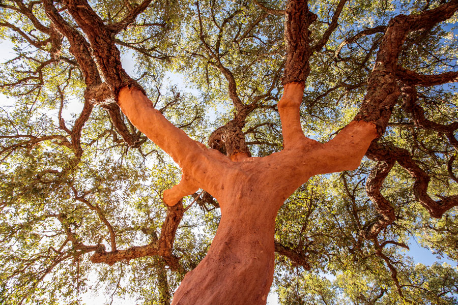 软木作为天然材料不会损害使用者的健康。