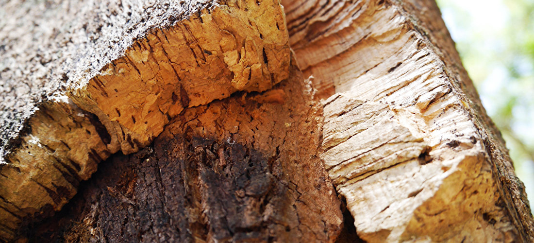 软木能在大火中幸存下来，全靠这层皮