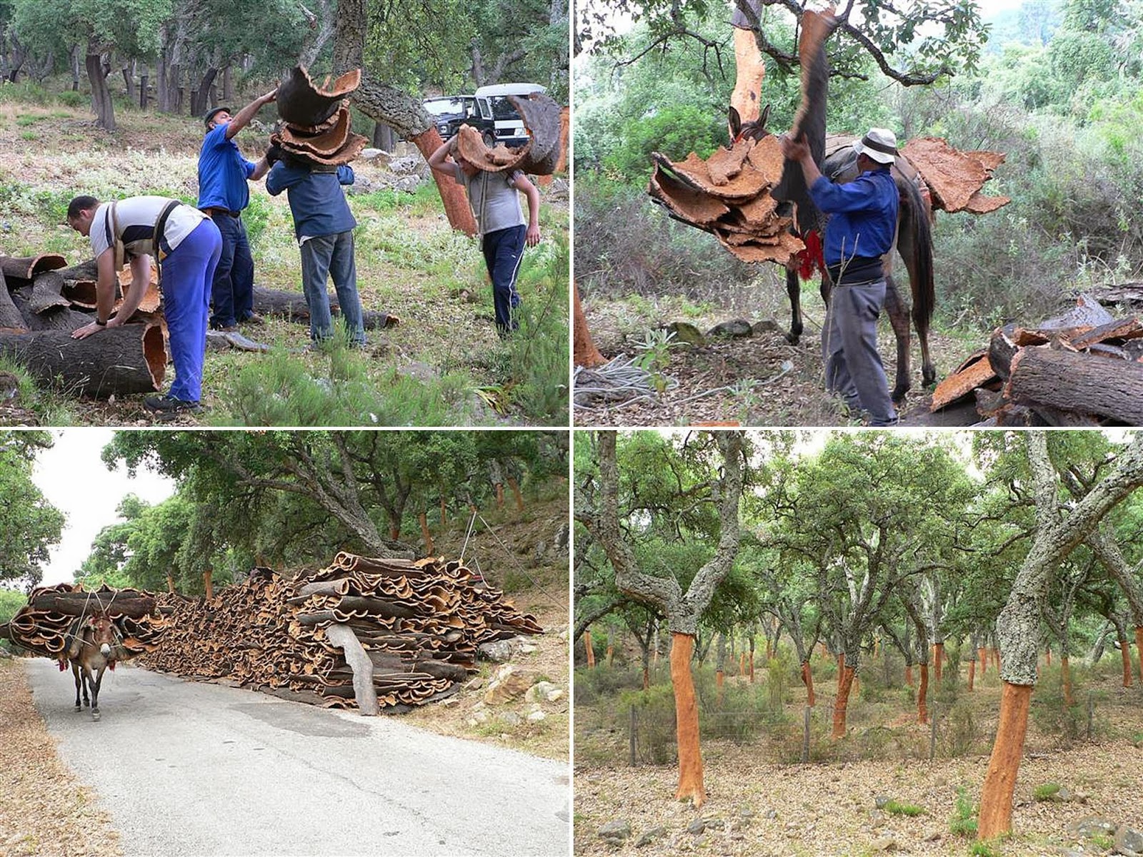 cork harvest oak 9 (2).jpg